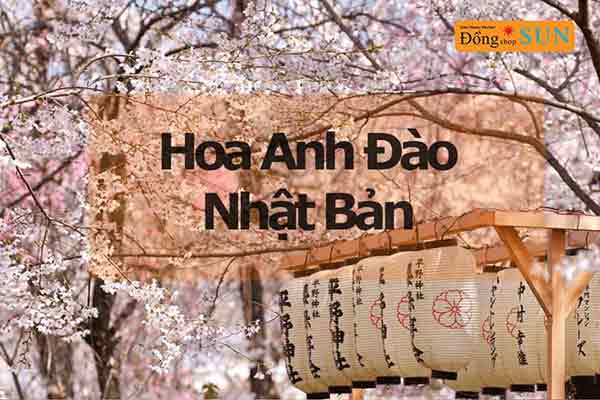 Hoa Anh Đào Nhật Bản
