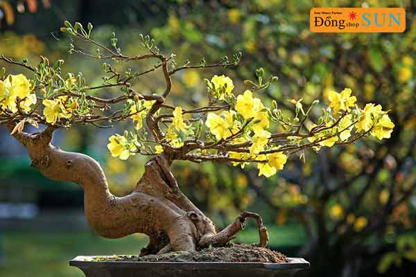Loài cây tượng trưng cho ngày Tết Nguyên Đán